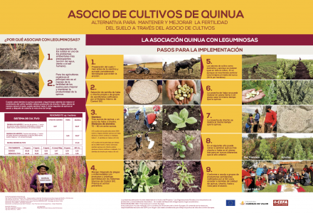 Asocio cultivos de quinua